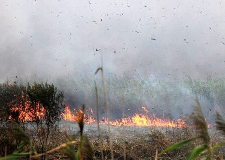 آتش‌سوزی در باغات مثمر الموت‌شرقی/ کشاورزان برای دریافت خسارت باید محصولات خود را بیمه می‌کردند