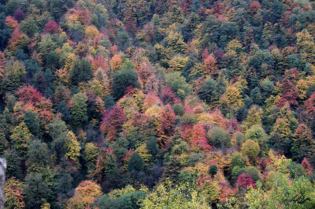طبیعتِ تماشاییِ ماسال در پاییزِ هزار رنگ